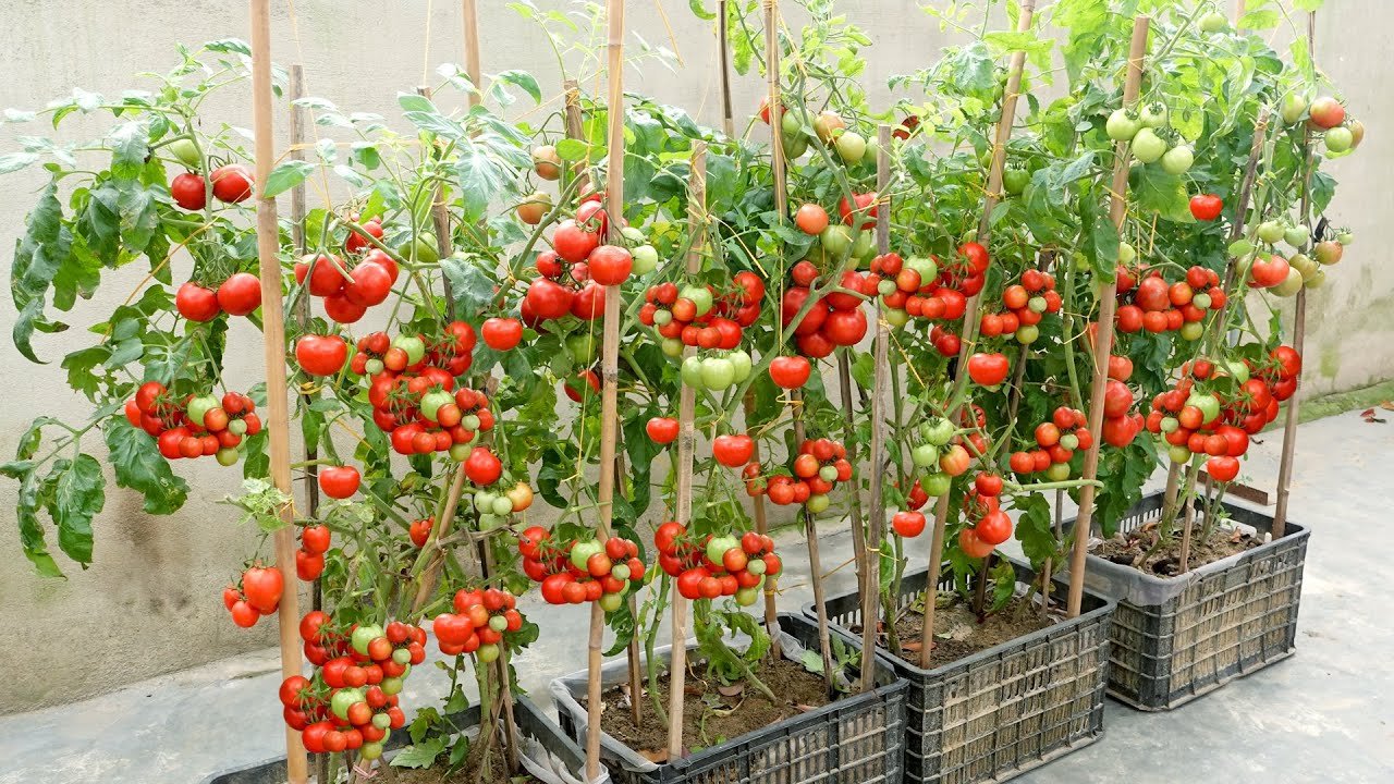 Grow Tomatoes at Home